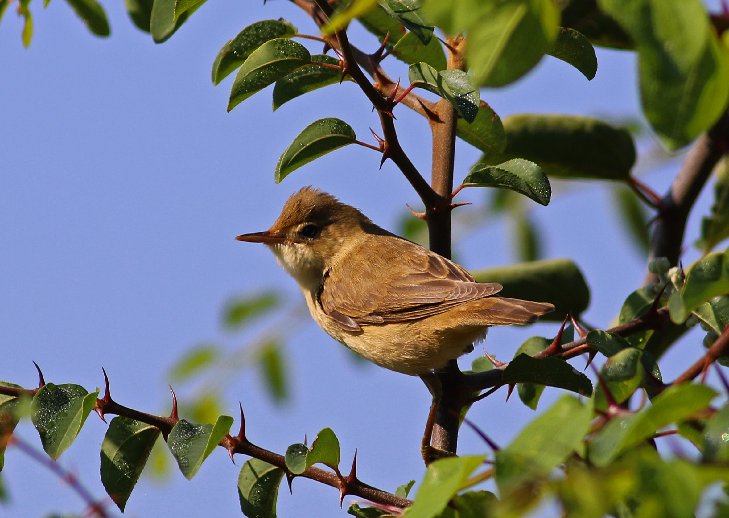 Marsh Warbler